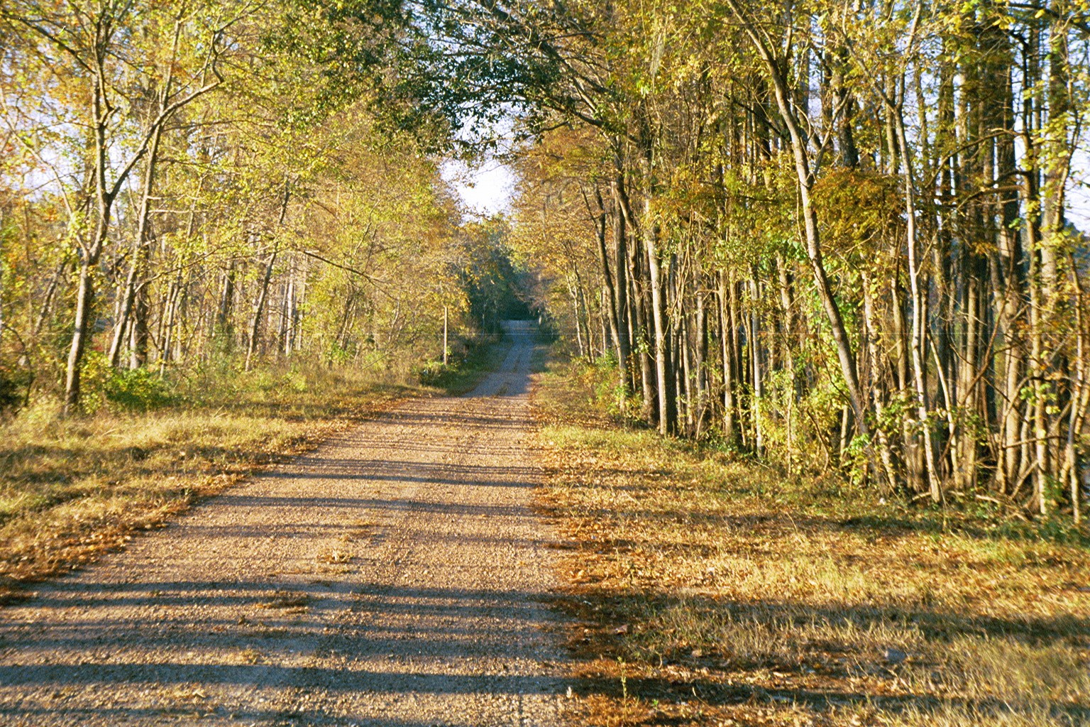 81 Pine Meadow Cleveland, TX 77327 - Photo 2 of 23 a view of park along with trees