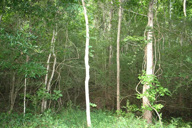 $75,000 | 0 Kitfield Road, Moncks Corner, SC 29461