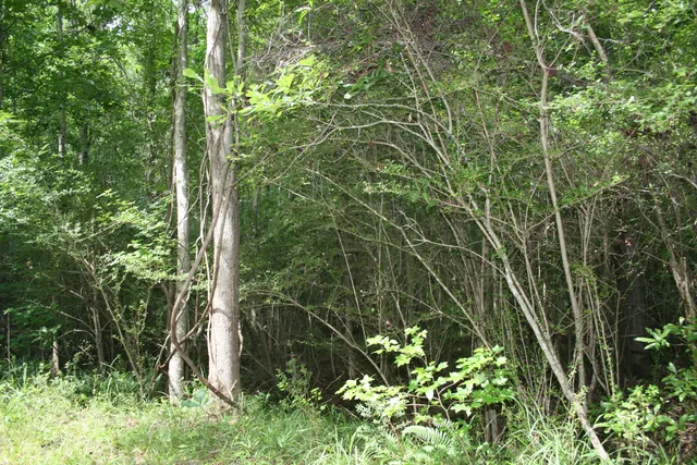 $75,000 | 0 Kitfield Road, Moncks Corner, SC 29461