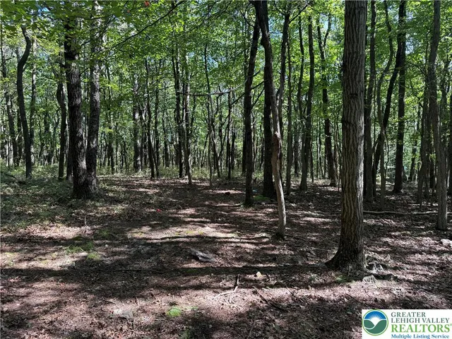 a view of a forest with trees
