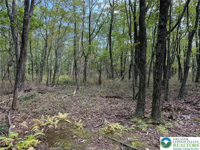 a view of a forest filled with trees