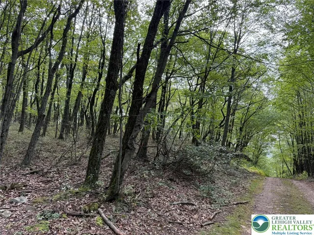 a view of a forest that has large trees