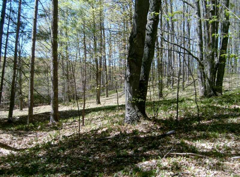335 West Sharon Road Southeast Fife Lake, MI 49633 - Photo 78 of 99 1874973-77.JPG