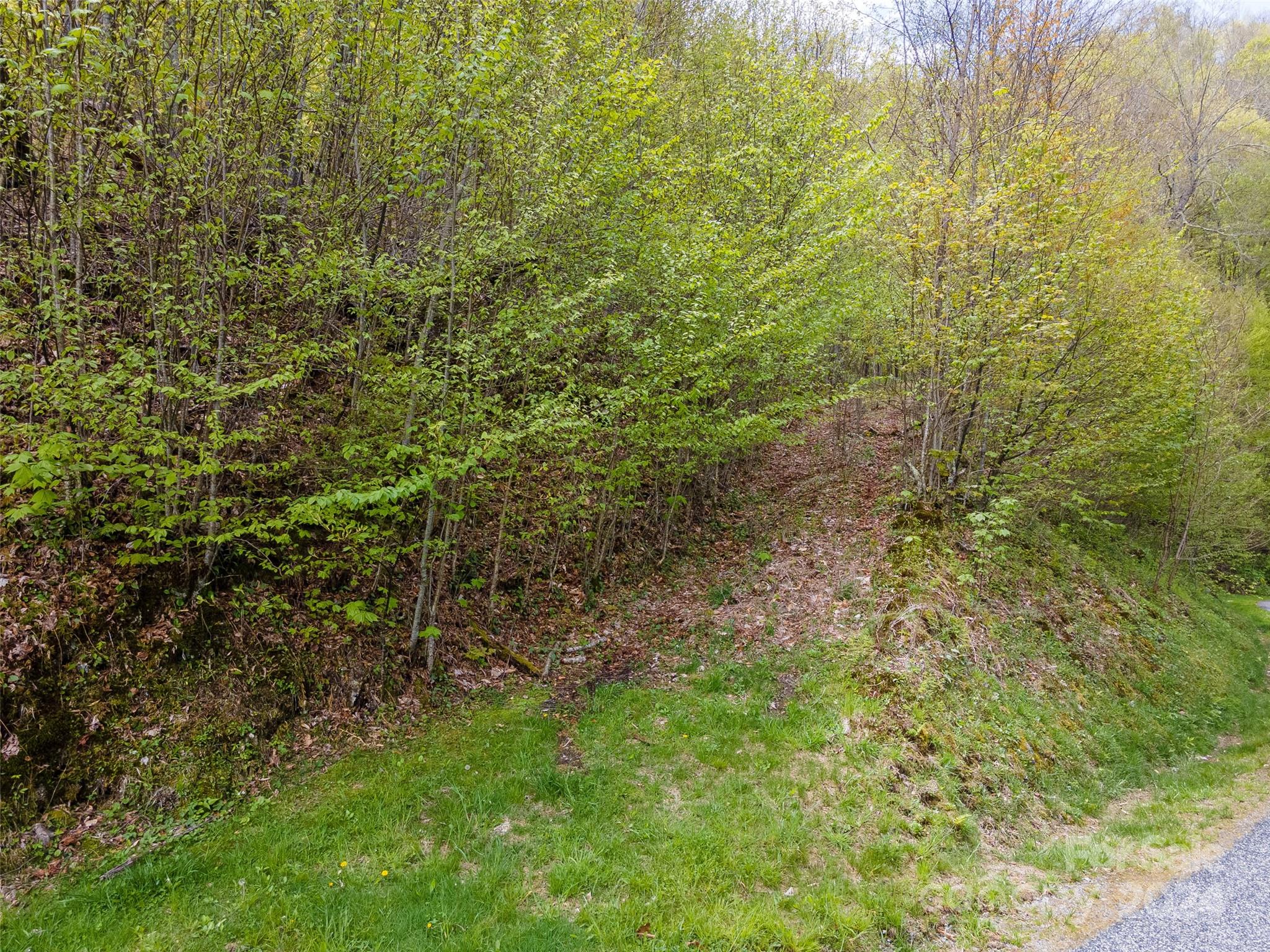 93 Goldenleaf Road, Unit 93 & 95 Mars Hill, NC 28754 - Photo 16 of 22 a view of a yard with a plant