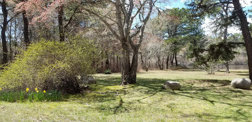 262 Old Wharf Road, Unit 67 Dennis Port, MA 02639 - Photo 26 of 28 a view of a yard with trees