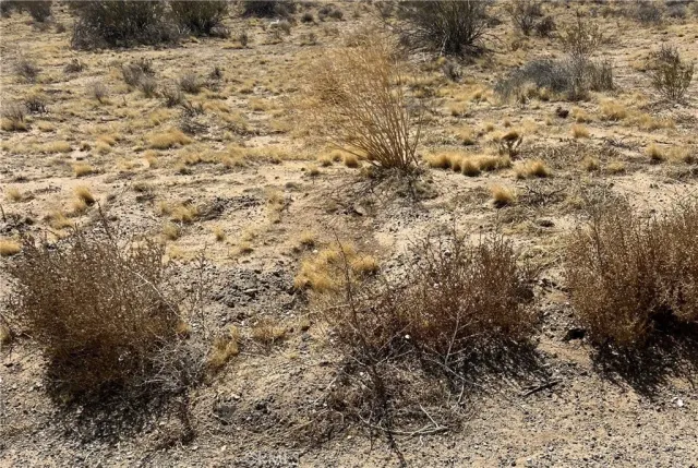 a view of a dry yard with green space