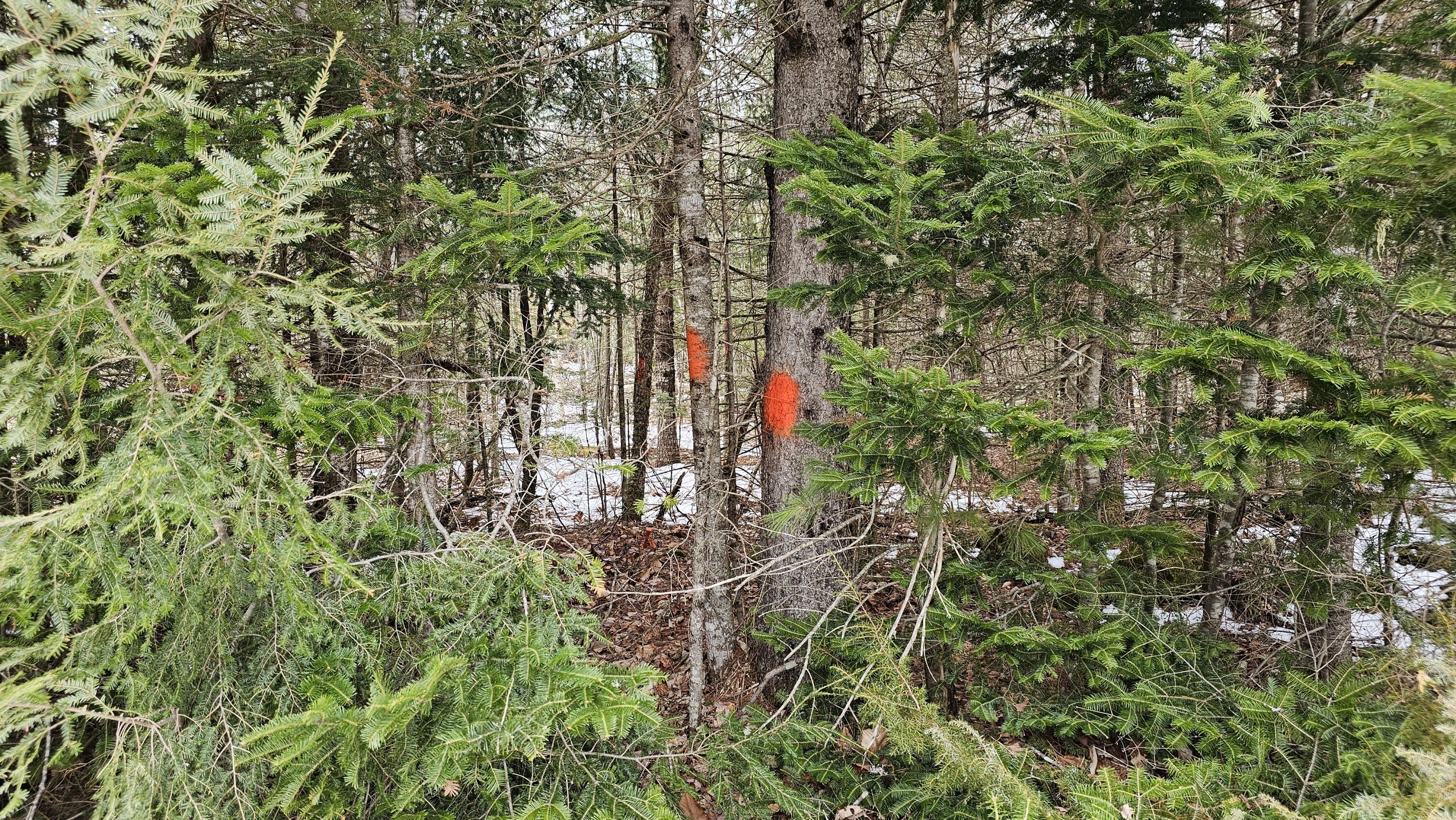 Lot #92 Smith Road Ellsworth, ME 04605 - Photo 8 of 18 Boundary