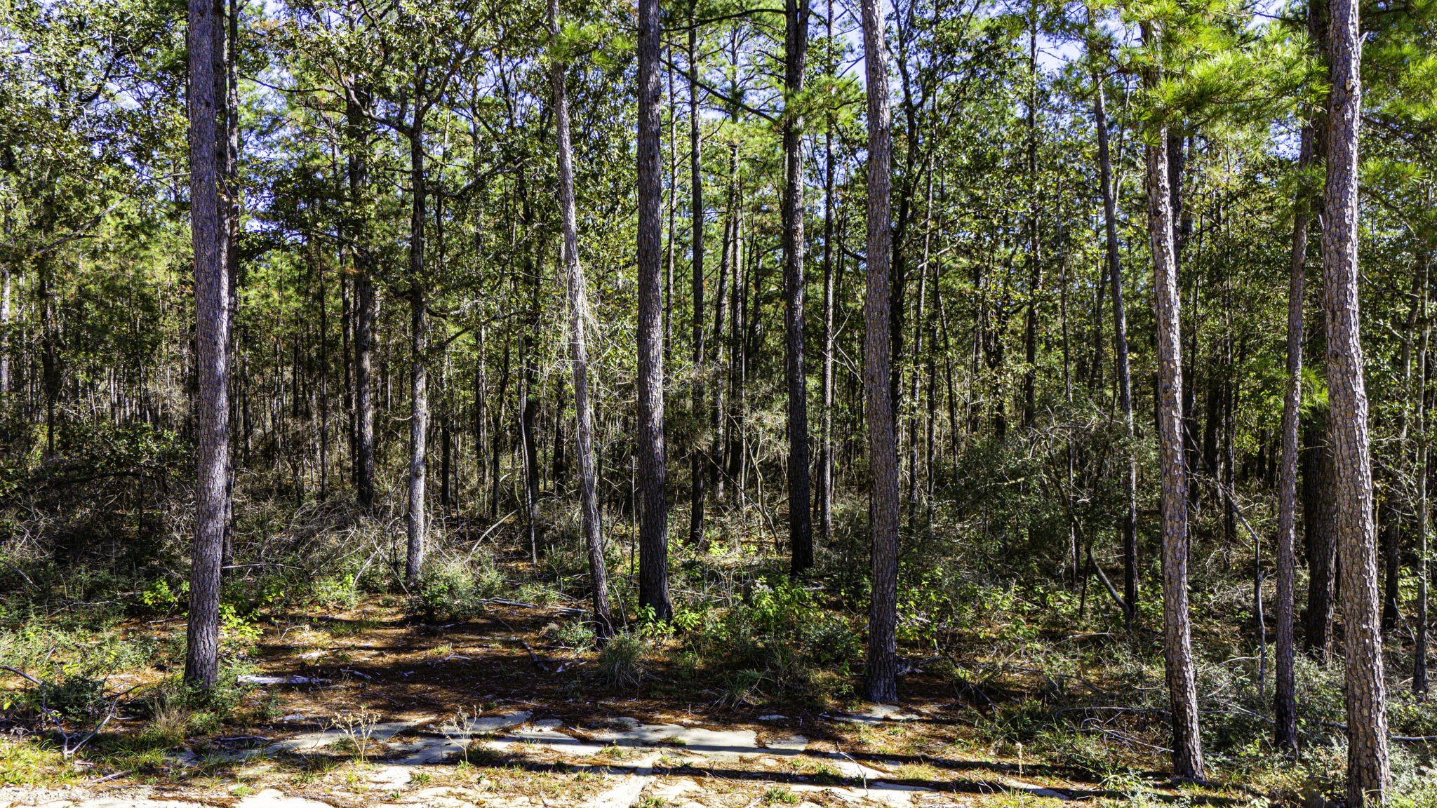 32 King Ranch Road South Onalaska, TX 77360 - Photo 10 of 10