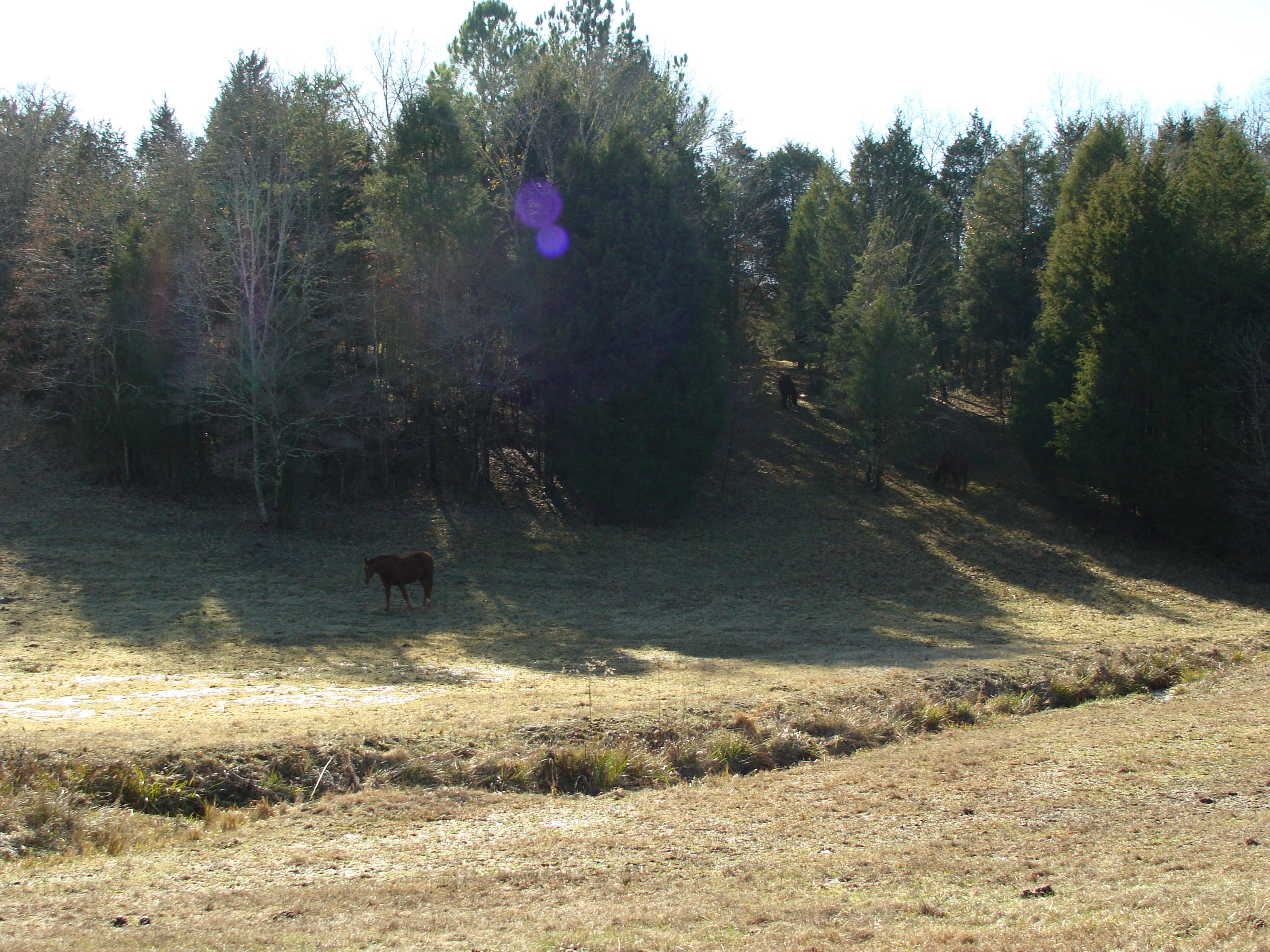 172 Hackler Gap Road Kingston, TN 37763 - Photo 5 of 5 DSC02062