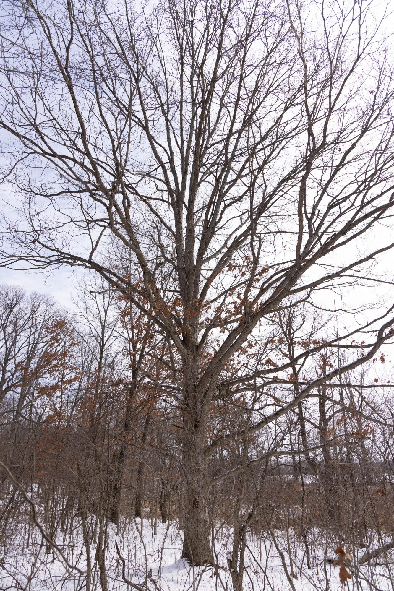 V/l West Allen Road Fowlerville, MI 48836 - Photo 13 of 56 11