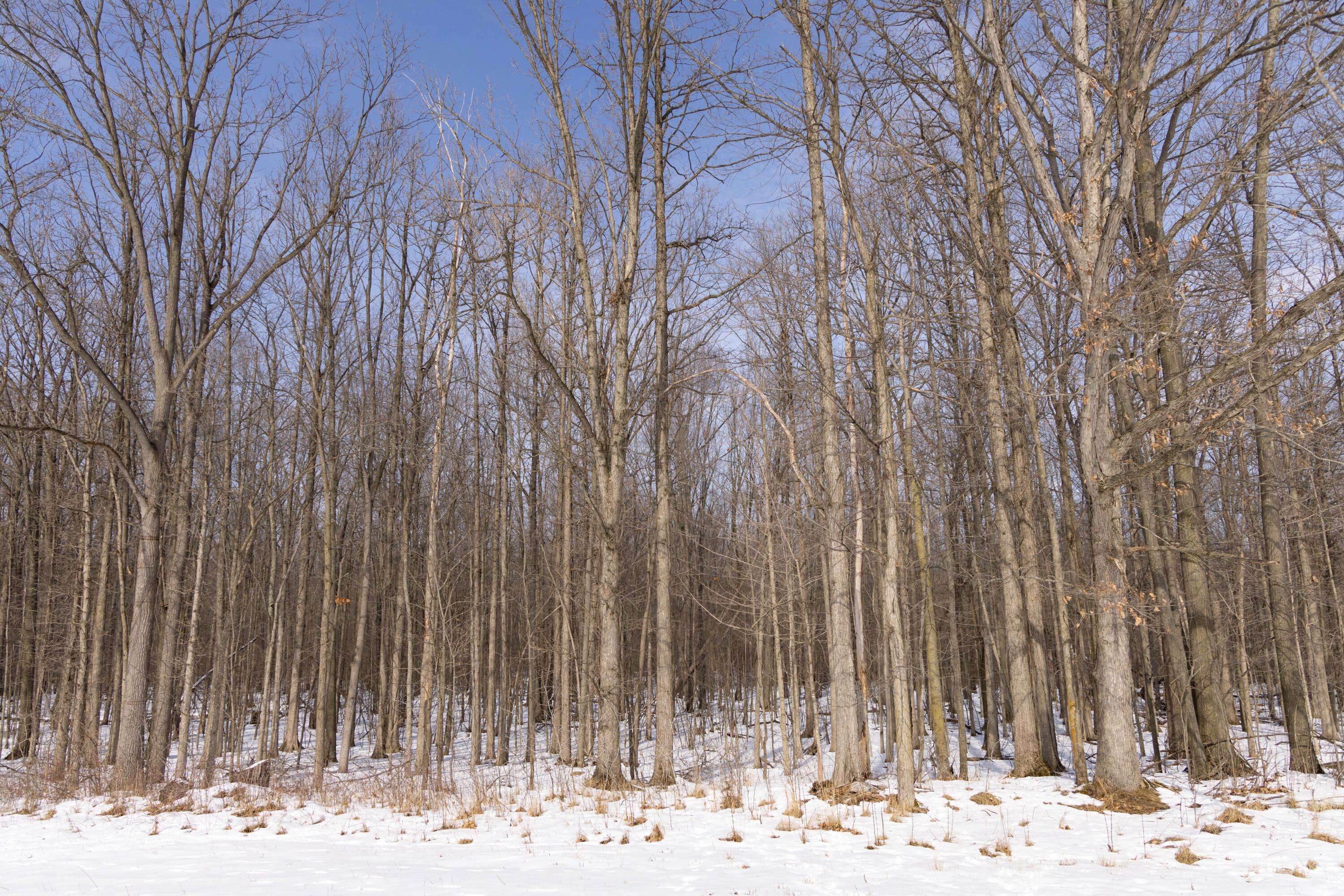 V/l West Allen Road Fowlerville, MI 48836 - Photo 25 of 56 23