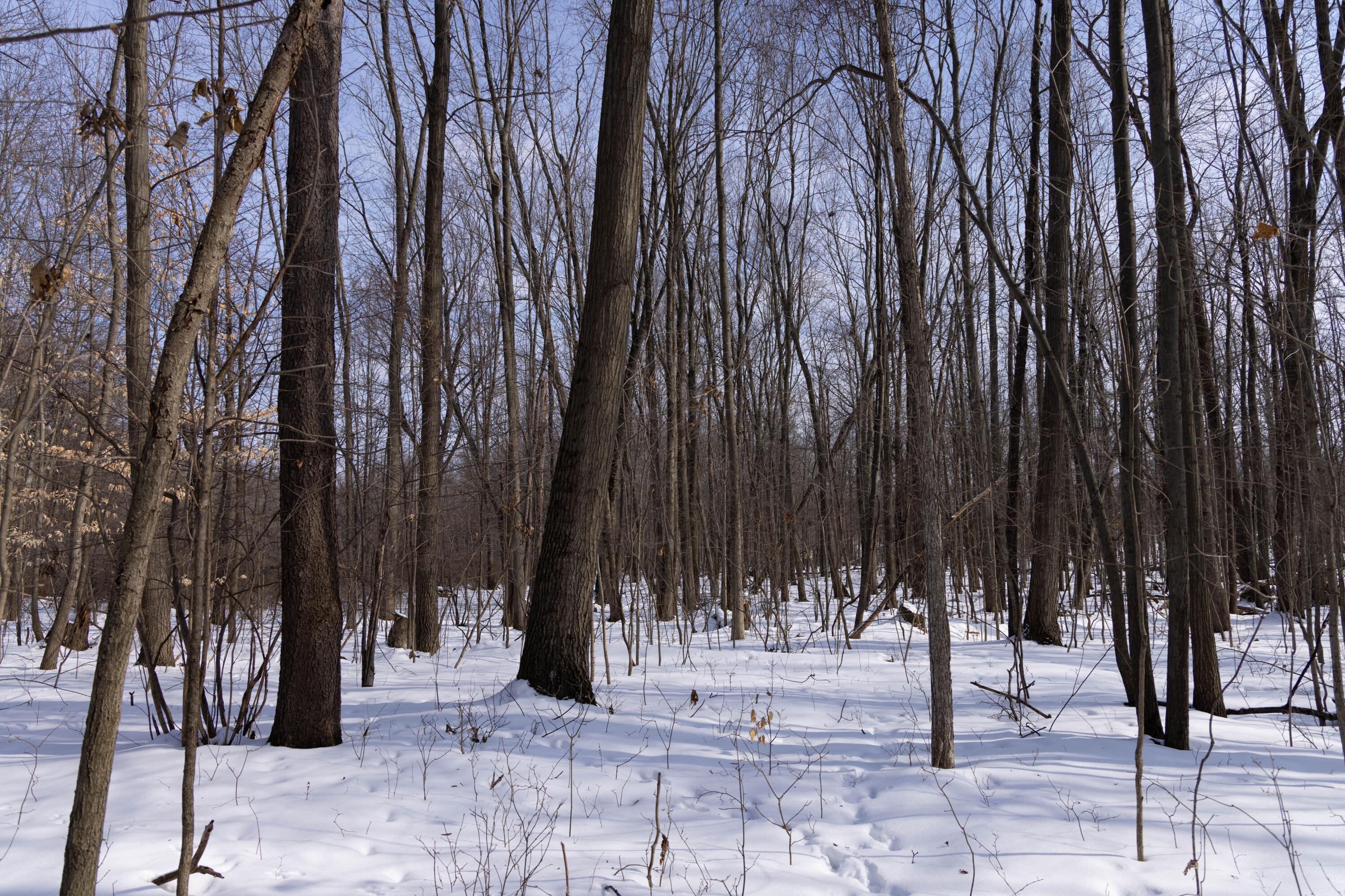 V/l West Allen Road Fowlerville, MI 48836 - Photo 28 of 56 26