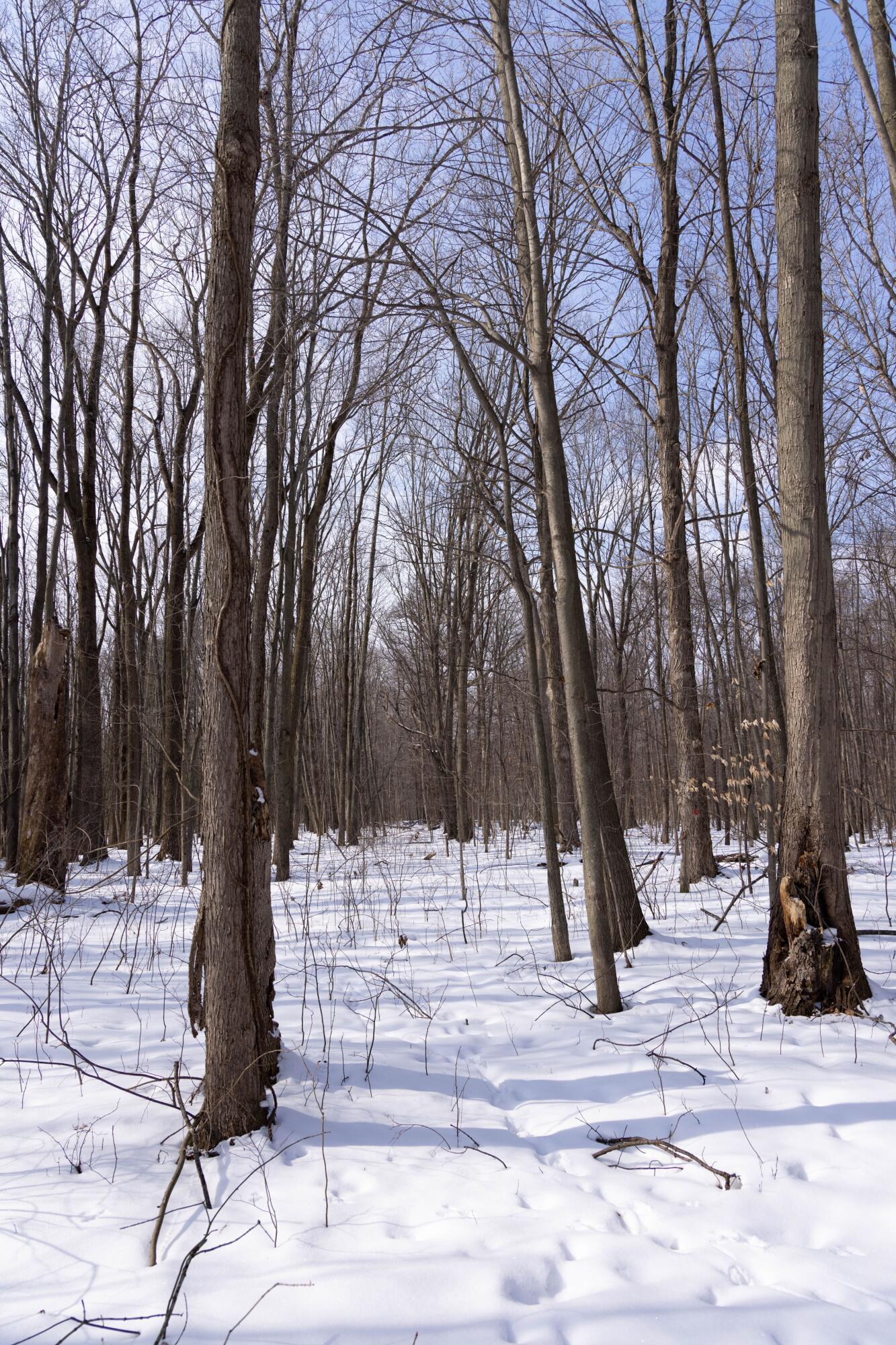 V/l West Allen Road Fowlerville, MI 48836 - Photo 29 of 56 27