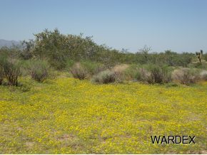 2381 Wagon Trail Road Yucca, AZ 86438 - Photo 10 of 17 Additional Photo