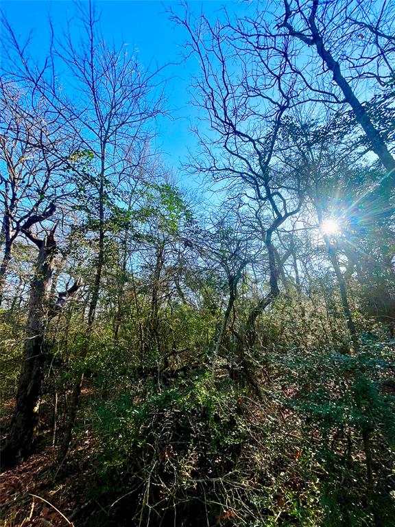 0 LCR 799 Groesbeck, TX 76642 - Photo 14 of 24 a view of a yard
