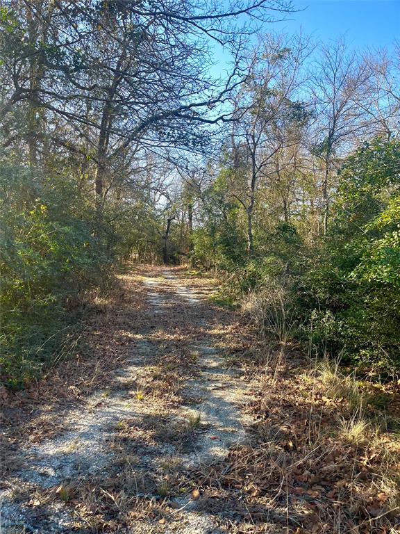 0 LCR 799 Groesbeck, TX 76642 - Photo 23 of 24 a view of a yard with plants and trees