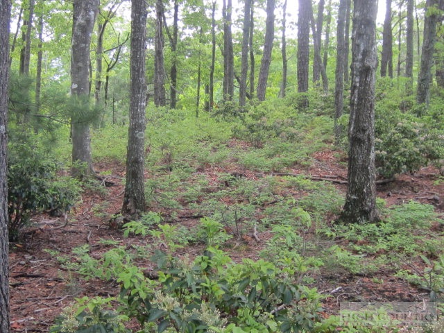 Marigold Boone, NC 28607 - Photo 3 of 5
