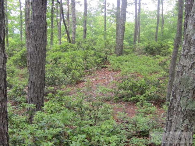 Marigold Boone, NC 28607 - Photo 5 of 5