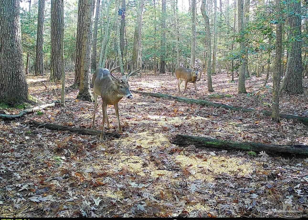 1 Highway 20 Freeport, FL 32439 - Photo 8 of 13 a view of outdoor space with lots of trees