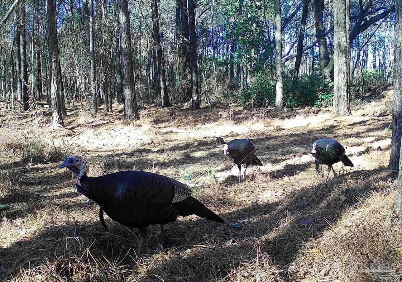 1 Highway 20 Freeport, FL 32439 - Photo 9 of 13 a view of a backyard with table and chairs