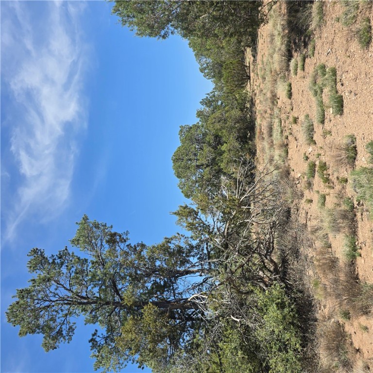 32220 West Conejo Road Seligman, AZ 86337 - Photo 11 of 24 View of local wilderness