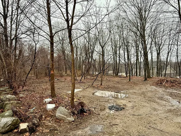 a view of yard with trees