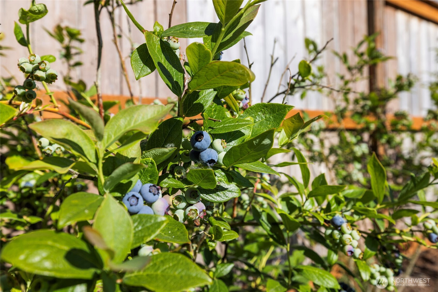 415 Sterling Street Sedro-Woolley, WA 98284 - Photo 35 of 38 a view of a plant