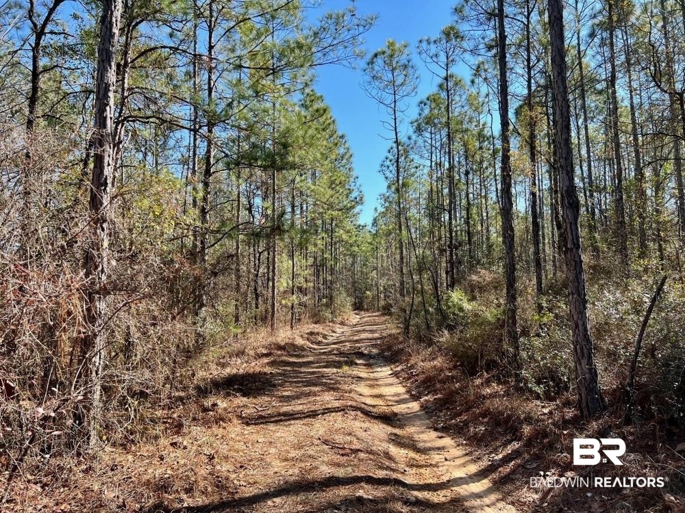 0 Country Road Deer Park, AL 36529 - Photo 4 of 46