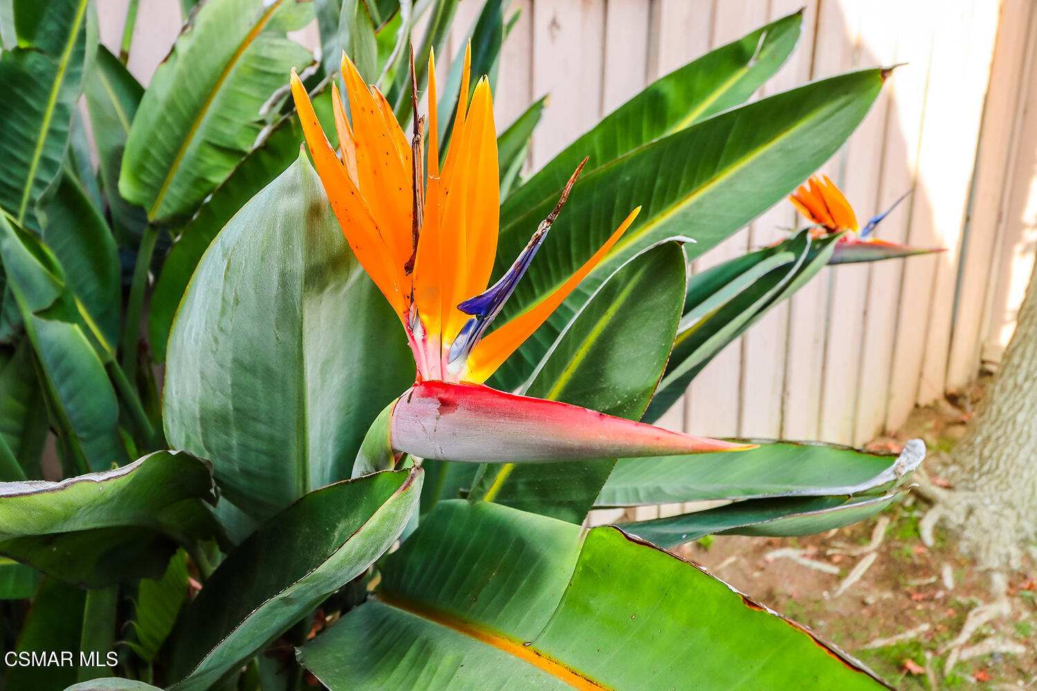 26914 Deerweed Trail Calabasas, CA 91301 - Photo 24 of 37 mBackyard3