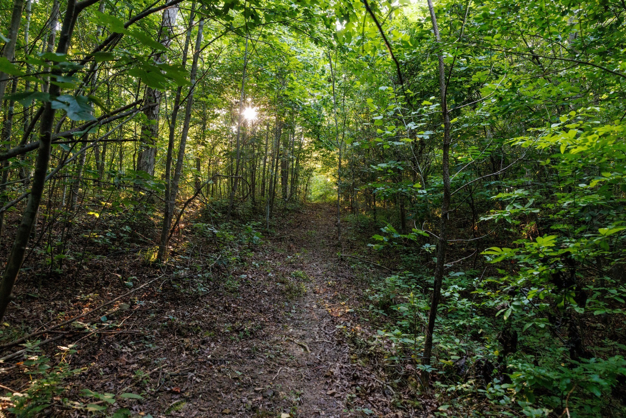 7365 Coldwater Road Fairview, TN 37062 - Photo 30 of 58 a view of a forest with lots of trees