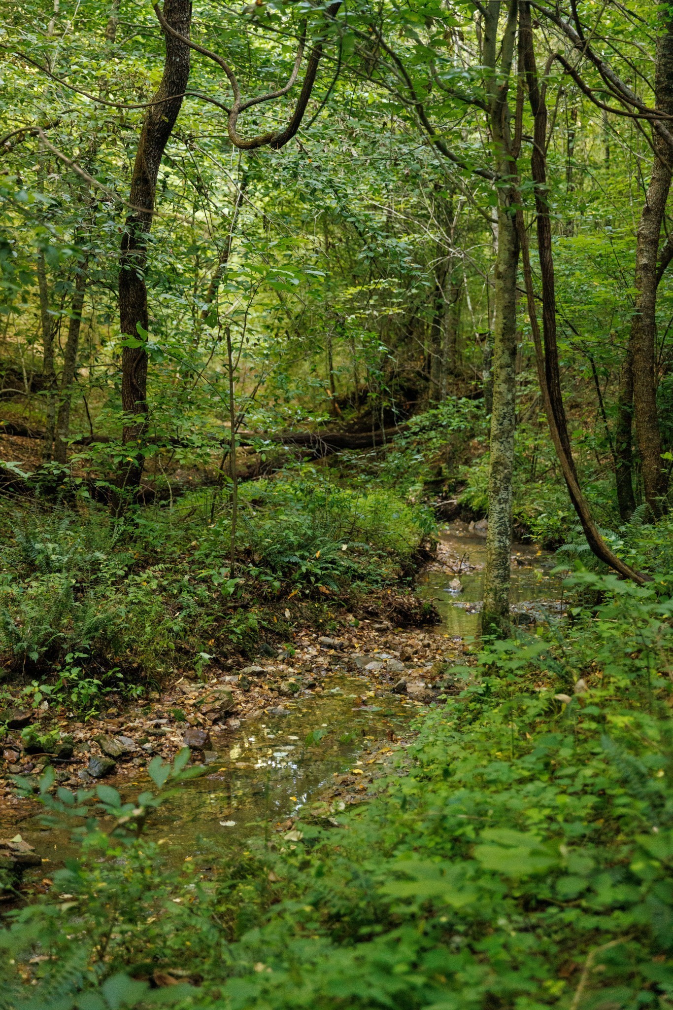7365 Coldwater Road Fairview, TN 37062 - Photo 33 of 58 a view of a lush green forest