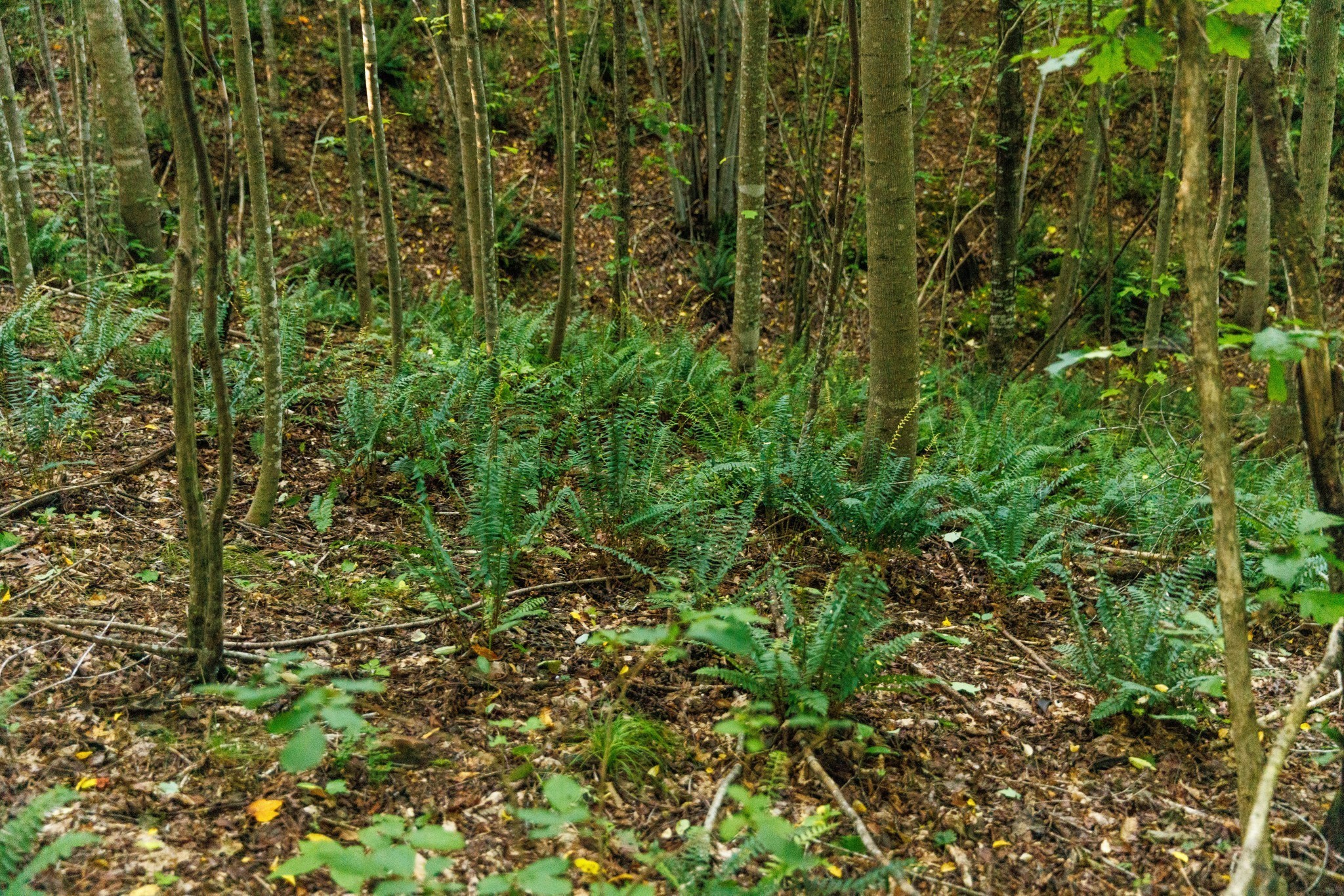 7365 Coldwater Road Fairview, TN 37062 - Photo 34 of 58 a view of a lush green forest with large trees