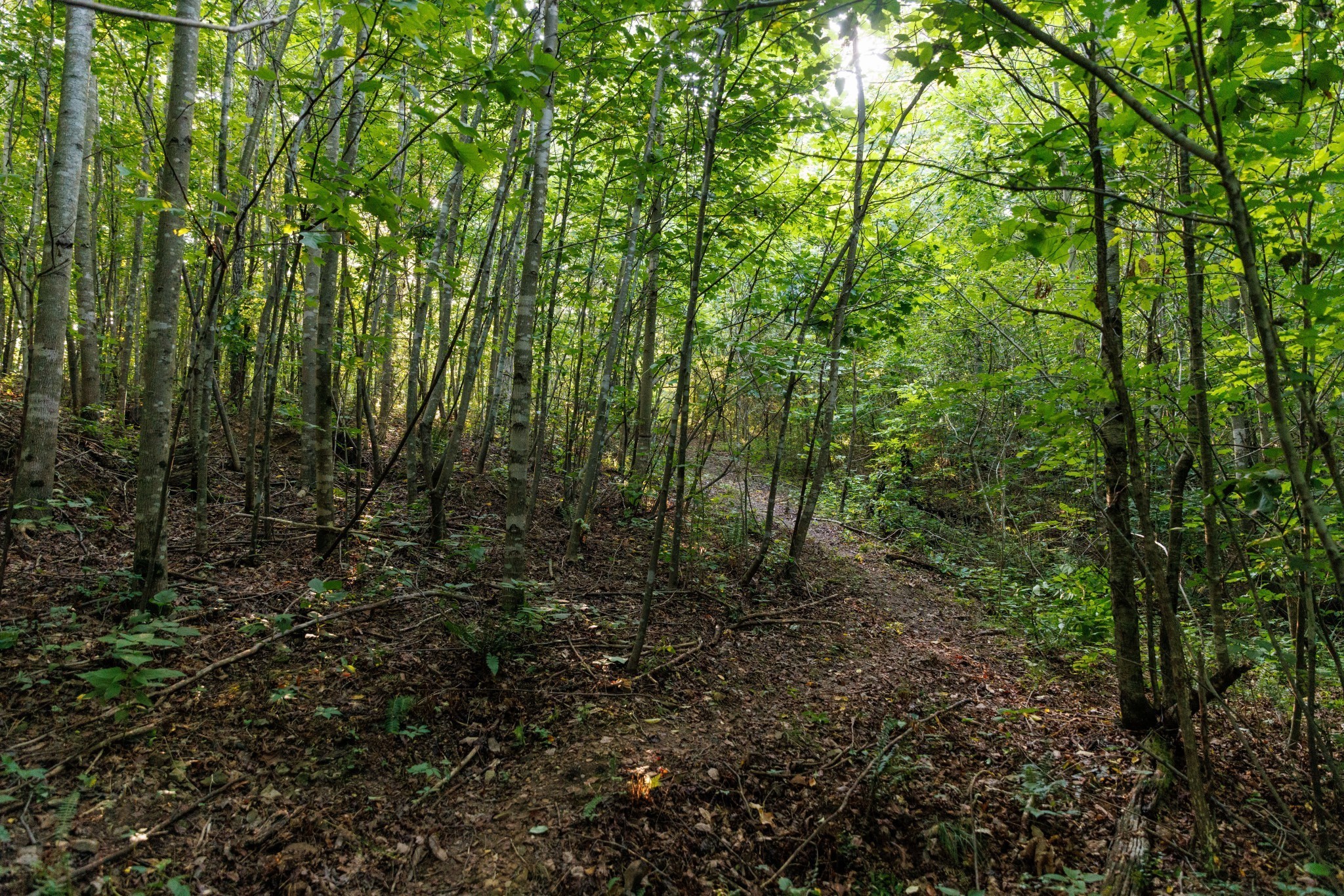 7365 Coldwater Road Fairview, TN 37062 - Photo 36 of 58 a view of a forest with trees in the background