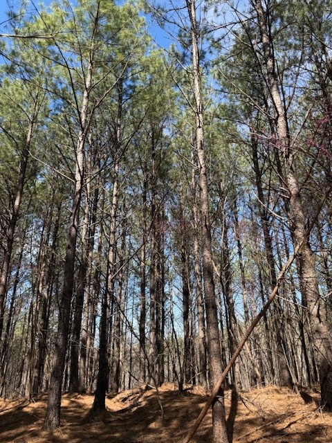 D Toll Hollow Road Waynesboro, TN 38485 - Photo 3 of 3