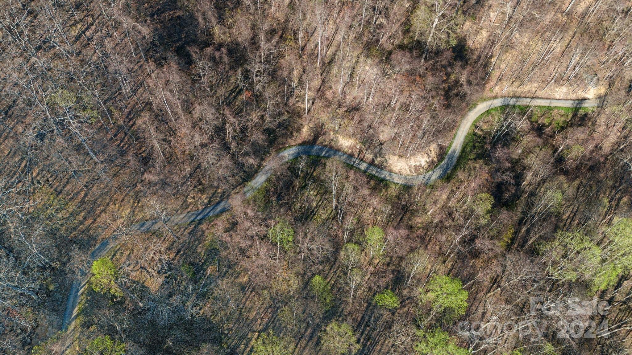 Lot 25 Deer Rock Road Hot Springs, NC 28743 - Photo 13 of 16 a view of a forest with a tree