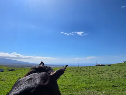 a view of a field with an ocean
