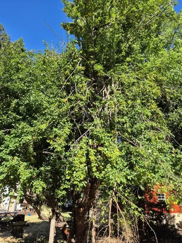 $1,099,000 | 165 Coffeeberry Drive, Boulder Creek, CA 95006