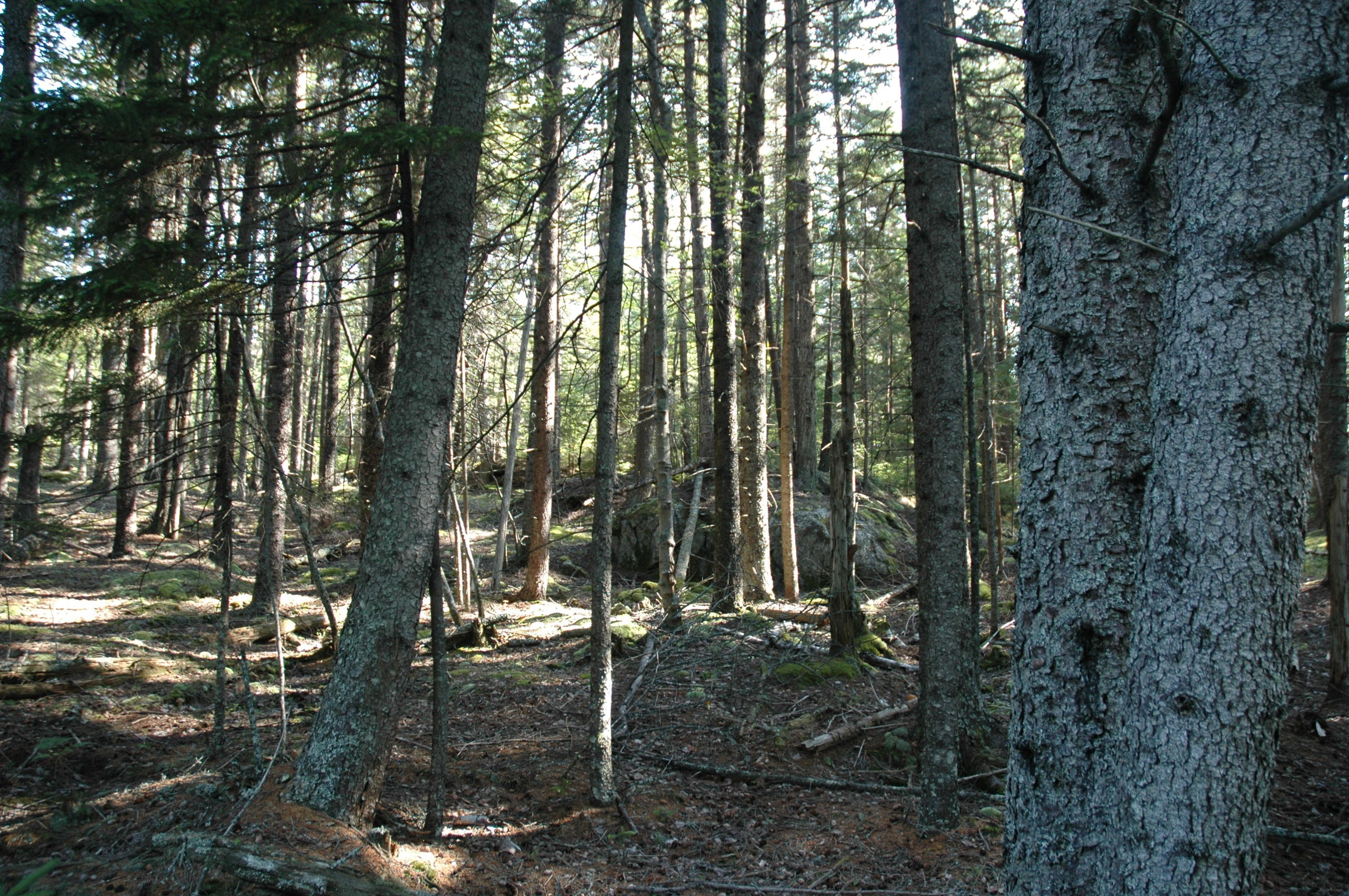 0 Harding Road Cranberry Isles, ME 04625 - Photo 3 of 7 boulder