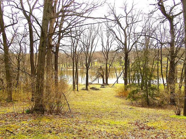 a view of yard with trees