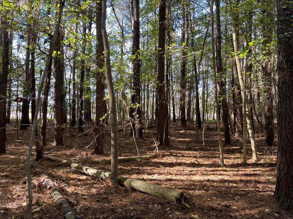 8-acres Redwood Road Onancock, VA 23417 - Photo 19 of 28