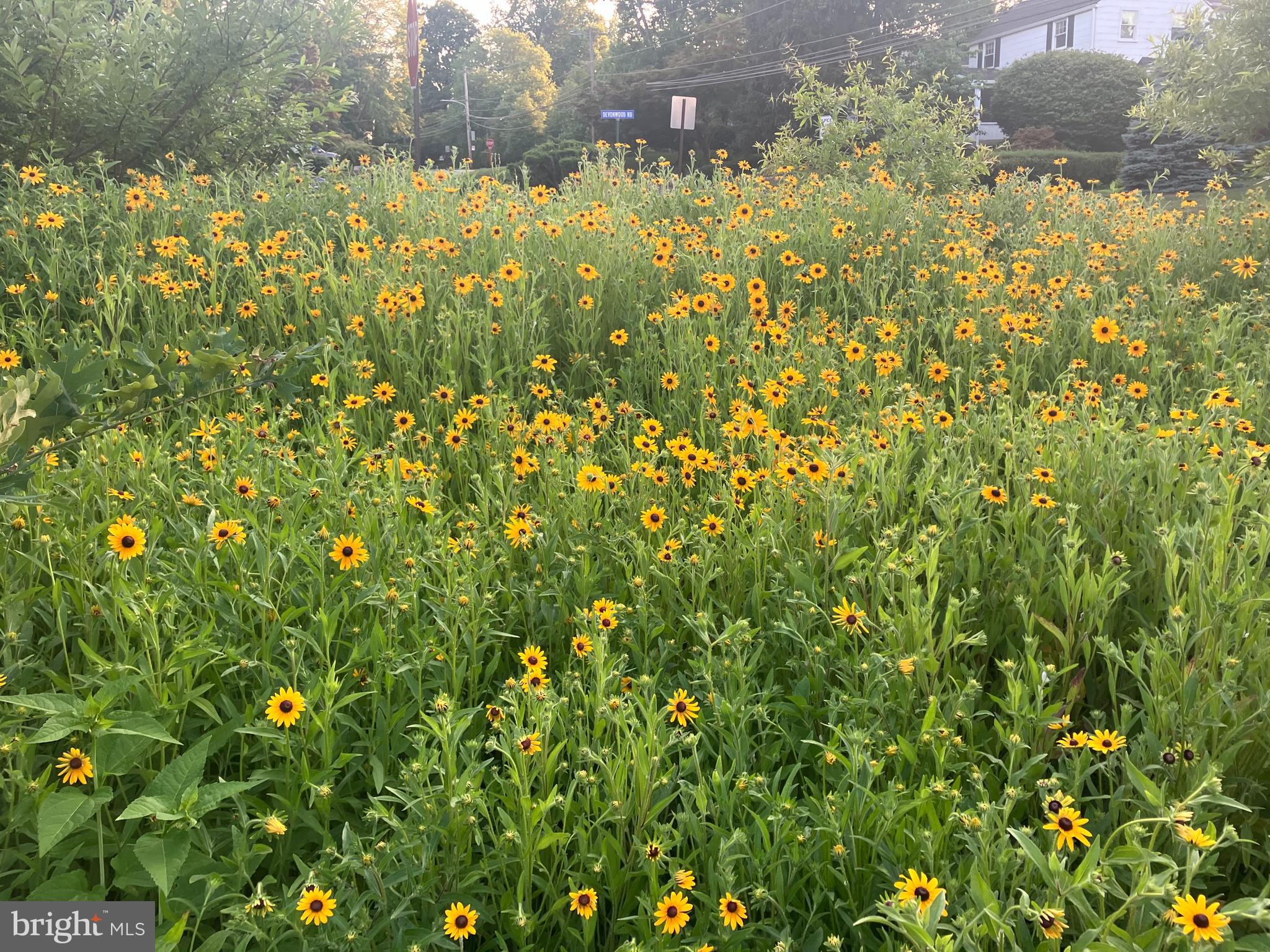 603 South Devon Avenue Wayne, PA 19087 - Photo 28 of 34 Meadow