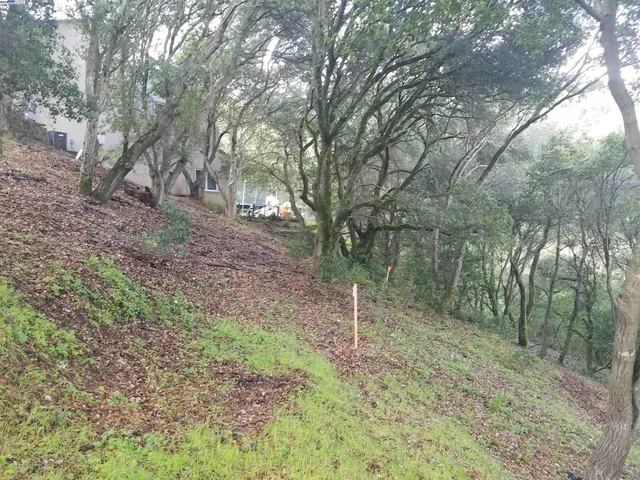a view of a forest filled with trees