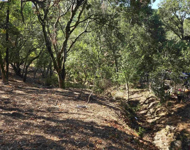a view of a forest with trees