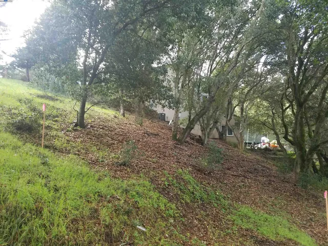 a view of a forest with trees in the background
