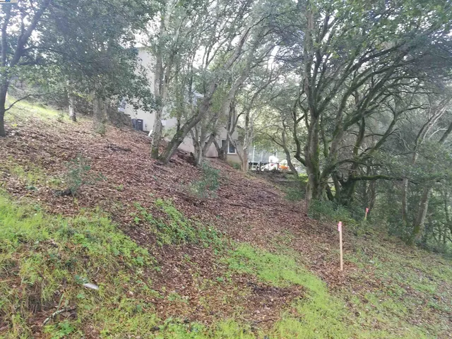 a view of a forest filled with trees