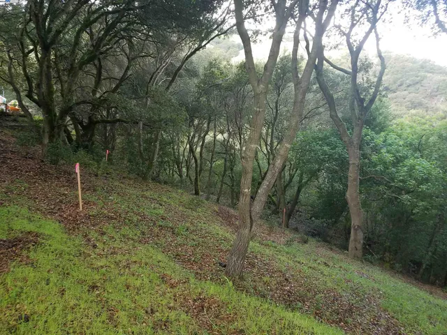 a view of a forest with trees in the background