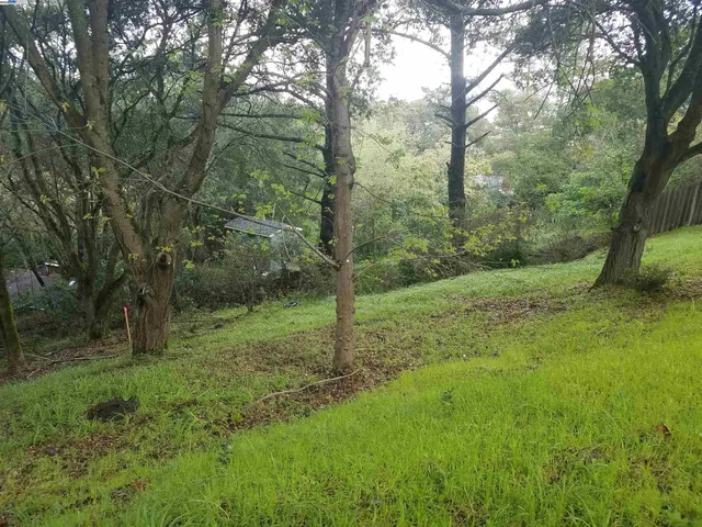 a view of a lush green forest