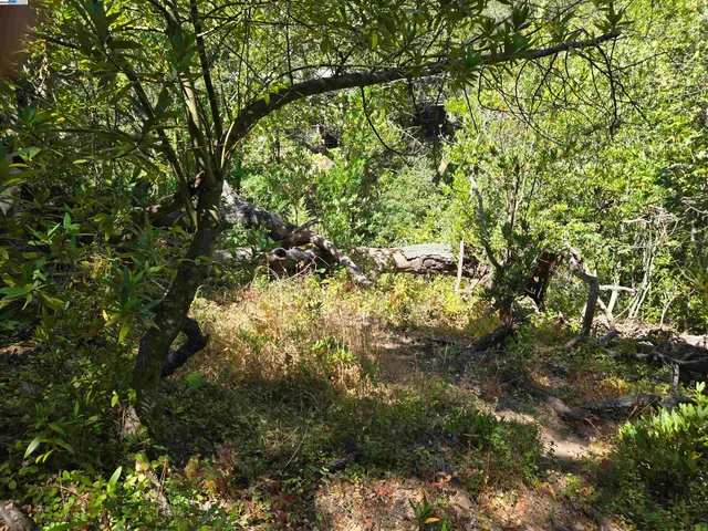 a view of a tree in a yard