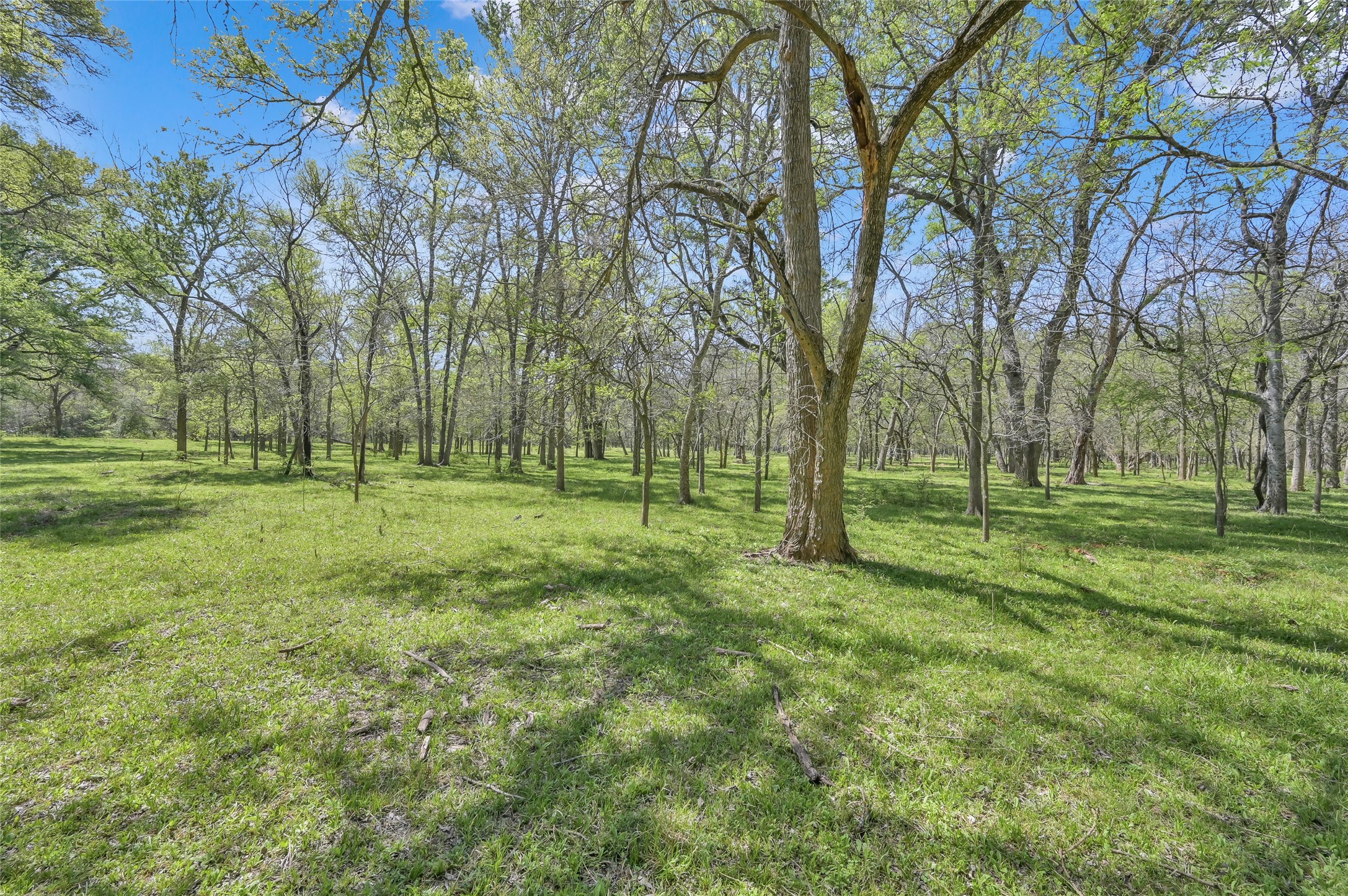 0 South Hickory Loop Calvert, TX 77837 - Photo 11 of 21 So many diverse hardwood trees