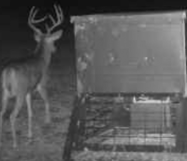 0 South Hickory Loop Calvert, TX 77837 - Photo 7 of 21 Abundance of whitetail deer